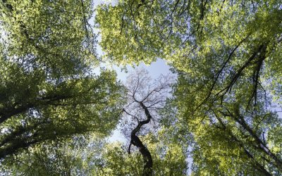 Biodiversity Net Gain: Key Takeaways from UKREiiF