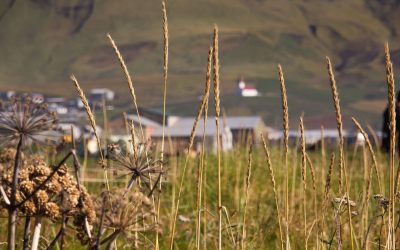 Free Review of any BNG Considerations for Planning – On-site vs Off-site Strategies